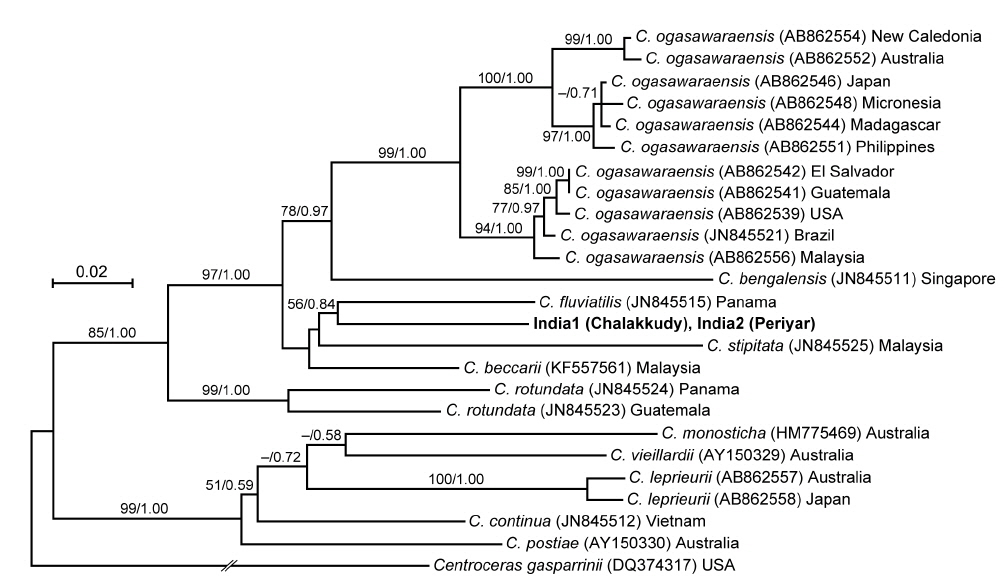Maximum-likelihood phylogeny of Caloglossa species inferred from the partial rbcL gene sequences. Centroceras gasparrinii (Meneghini) Kutzing was used as an outgroup. Other information is in the Fig. 5 legend.