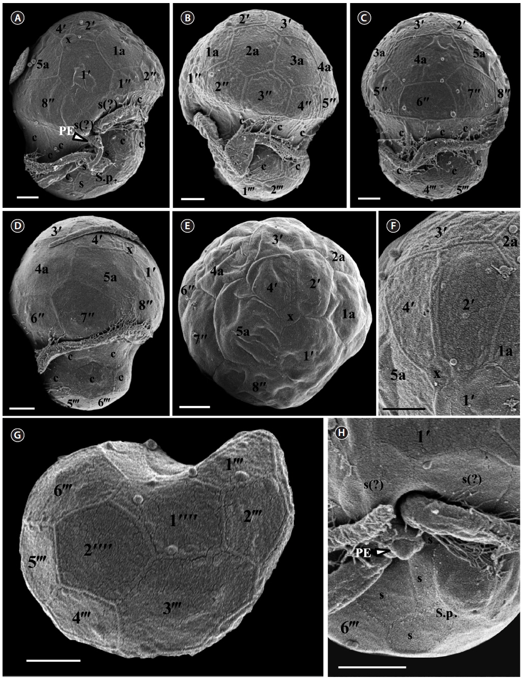 Scanning electron micrographs of Symbiodinium minutum motile cells. (A) Ventral view showing the episome, cingulum (c), sulcus (s), peduncle (PE), and hyposome. (B) Ventral-left lateral view showing the episome, cingulum (c), and hyposome. (C) Dorsal view showing the episome, cingulum (c), and hyposome. (D) Ventral-right lateral view showing the episome, cingulum (c), and hyposome. (E) Apical view showing the episome and elongated amphiesmal vesicle (EAV). (F) Apical view showing the EAV with small knobs. (G) Antapical view showing the hyposome. (H) Antapical-ventral view showing the sulcus (s) and peduncle (PE). S.p., posterior sulcus. Scale bars represent: A-H, 1 μm.