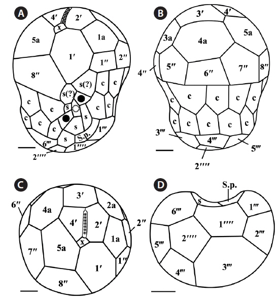 Drawings of Symbiodinium minutum motile cells showing the external morphology. (A) Ventral view. (B) Dorsal view. (C) Apical view. (D) Antapical view. c, cingulum; s, sulcus; S.p., posterior sulcus. Scale bars represent: A-D, 1 μm.