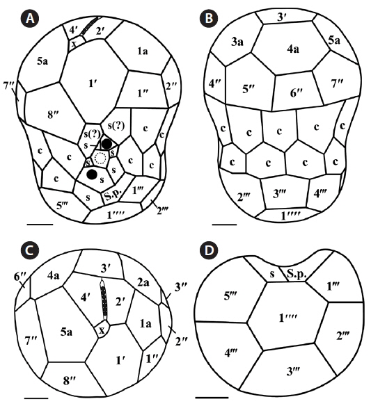 Drawings of Symbiodinium psygmophilum motile cells showing the external morphology. (A) Ventral view. (B) Dorsal view. (C) Apical view. (D) Antapical view. c, cingulum; s, sulcus; S.p., posterior sulcus. Scale bars represent: A-D, 1 μm.