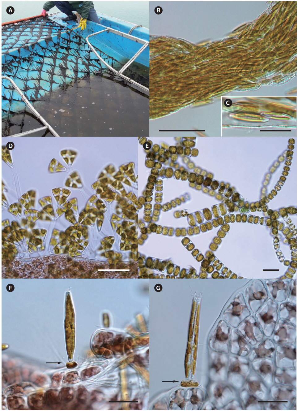 “Diatom felt” in commercially cultivated Pyropia in Korea and disease-producing organisms. (A) Cultivation net with Pyropia lifted onto the boat. The bottom of the boat is filled with brown-colored opaque seawater, which contains diatom cells detached from the net. (B) Long mucilaginous tubes filled with Navicula sp. cells. (C) Enlarged image of Navicula sp. cells inside the tube. (D) Pennate diatoms Licmophora flabellata attached to the surface of the host by long mucilaginous stalks. (E) Long chains of centric diatoms Melosira moniliformis. (F & G) Fragellaria sp. in valve (F) and lateral (G) views. Brown adherent material at the foot pole of diatom cells is indicated with arrows. Scale bars represent: B, D & E, 50 μm; C, F, & G, 20 μm.