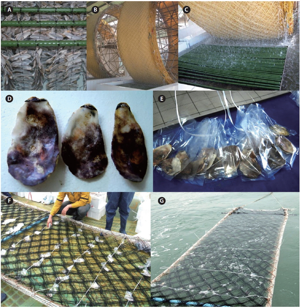 The process of ground seeding (A-C) and natural seeding (D-G) of Pyropia spores on cultivation nets. (A) Oyster shells with boring conchocelis filaments are maintained in large tanks from a seeding company. (B) Cultivation nets are layered onto each another, put on the rotating wheel, and immersed in the tanks containing spore suspensions. (C) Enlarged view showing how the spores can attach to the nets. (D) Oyster shells covered with Pyropia conchocelis filaments. (E) Polyvinyl bags containing oyster shells with conchocelis filaments. (F) Layered nets with attached plastic bags are ready to be transferred to the sea. (G) The nets are immersed in seawater for 2-3 weeks.