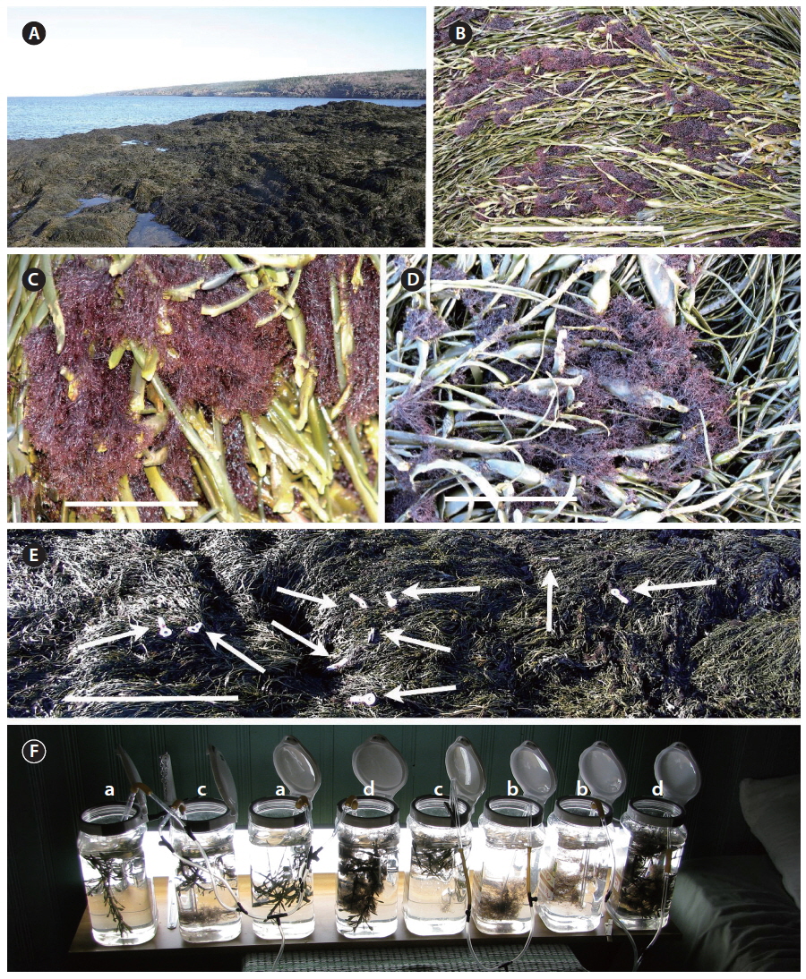 (A) Field site at Gullivers Cove, Nova Scotia with mid-intertidal zone dominated by Ascophyllum nodosum. (B) Abundant thalli of Vertebrata lanosa on A. nodosum in situ. (C) Clumps of fully moistened V. lanosa exposed on surface of A. nodosum. (D) Partially dried thalli of V. lanosa after several hours of desiccation on exposed surface of A. nodosum. (E) ‘Leaf clips’ (arrows) attached to V. lanosa during dark adaptation prior to fluorescence measurement. (F) Apparatus for laboratory experiment with replicated containers of A. nodosum alone (a); V. lanosa alone (b); both species with V. lanosa detached (c); both species with V. lanosa attached (d). Scale bars represent: B & E, 50 cm; C & D, 5 cm.