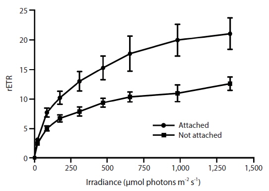 Changes in relative photosynthetic electron transport rate (rETR) of Vertebrata lanosa during rapid light curves for thalli attached to Ascophyllum nodosum or when not attached (i.e., grown alone). Figure shows mean ± standard error (n = 12).