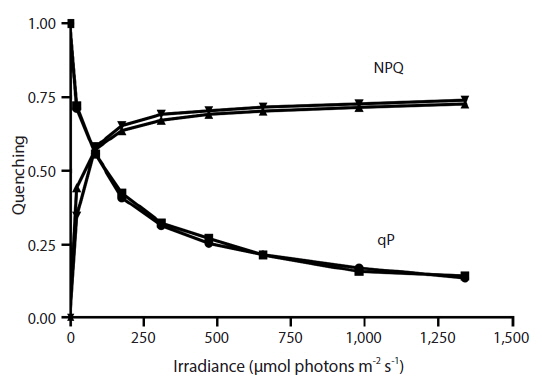 Changes in photochemical quenching (qP) and non-photochemical quenching (NPQ) of Vertebrata lanosa during rapid light curves for thalli attached to Ascophyllum nodosum or when grown alone. Note strong overlap in curves for the two Vertebrata conditions. Figure shows mean ± standard error (n = 12).