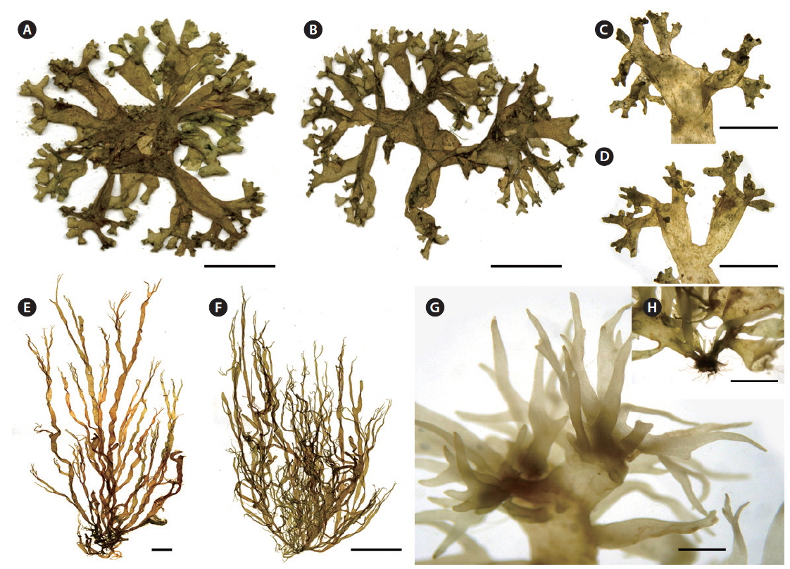 Morphology of Rosenvingea intricata and R. orientalis from Vietnam. (A-D) morphology of R. intricata. (A & B) Herbarium specimens collected at Cam Ranh Bay, Nha Trang, Vietnam. (C & D) Subdichotomous to irregular branches. (E-H) Morphology of R. orientalis. (E & F) Herbarium specimens of R. orientalis collected at Cam Ranh Bay, Nha Trang, Vietnam. (G) Dichotomous branches in the upper thallus. (H) Holdfast. Scale bars represent: A, B, E & F, 1 cm; C & D, 500 μm; G & H, 200 μm.