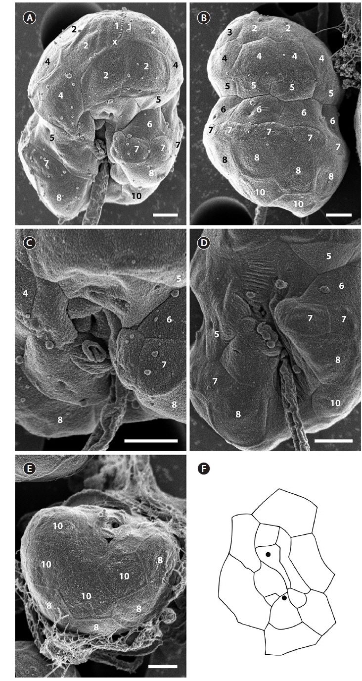 Micrographs of the type culture of Pelagodinium bei (RCC #1491) taken using scanning electron microscopy and a schematized view of the sulcal area. (A) Ventral view. (B) Dorsal view. (C-E) Sulcal views. The arrowhead indicates a small amphiesmal vesicle located at the left side of the longitudinal flagellar pore. (F) Drawing of the sulcus. The black circles indicate the location of the flagellar pores of the transversal and longitudinal flagella. The amphiesmal vesicles were numbered and assigned to their respective series. Scale bars represent: A-E, 1 μm.