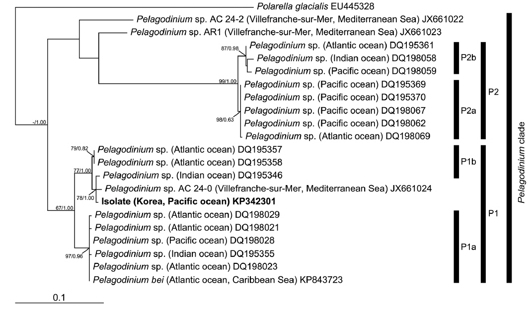 Maximum likelihood (ML) phylogenetic tree based on 595 aligned nucleotides of the nuclear internal transcribed spacer rDNA using the GTR + G model with Polarella glacialis as an outgroup taxon. Alignment length includes gaps. The parameters were as follows: assumed nucleotide frequencies A = 0.1893, C = 0.2283, G = 0.2600, and T = 0.3224; substitution rate matrix with G-T = 1.0000, A-C = 0.5967, A-G = 1.7246, A-T = 0.9218, C-G = 0.3420, C-T = 3.2104; proportion of invariable sites = 0.0000 and rates for variable sites assumed to follow a gamma distribution with shape parameter = 0.2878. The numbers at the nodes of the branches indicate the ML bootstrap (left) and Bayesian posterior probability (right) values; only values ≥ 50% or 0.5 are shown.