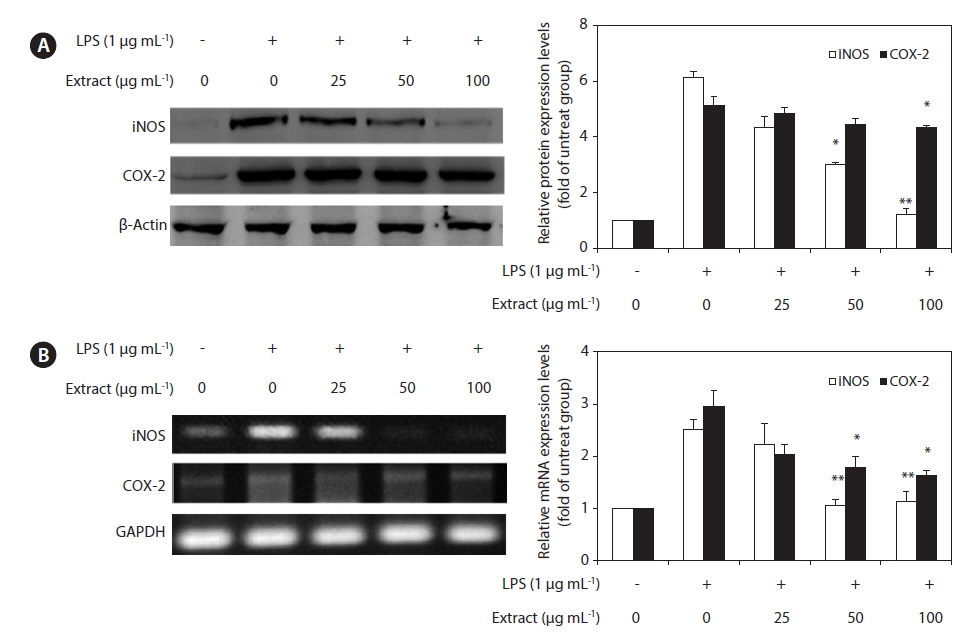 Inhibitory effect of the Callophyllis japonica extract (CJE) in lipopolysaccharide (LPS)-induced inducible nitric oxide synthase (iNOS) and cyclooxygenase-2 (COX-2) protein (A) and mRNA (B) expression in RAW 264.7 macrophages. (A) RAW 264.7 macrophages were pre-incubated for 18 h and stimulated with LPS (1 μg mL？1) for 24 h in the presence of the CJE (25, 50, and 100 μg mL？1). The cell lysates were electrophoresed, and the expression levels of iNOS and COX-2 were detected with specific antibodies. (B) After LPS treatment, the total RNA from RAW 264.7 macrophages was prepared, and reverse transcription-polymerase chain reaction (RT-PCR) was performed for detection of the iNOS and COX-2 genes. β-Actin and glyceraldehyde 3-phosphate dehydrogenase (GAPDH) were used as internal controls for the western blot analysis and RT-PCR assays, respectively. The values are expressed as mean ± standard deviation of triplicate experiments. *p < 0.05 and **p < 0.01 indicate significant differences compared with the LPS-stimulated group.