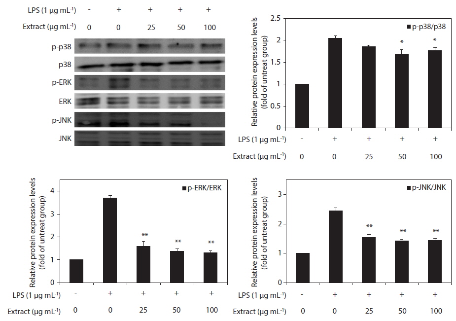 Inhibitory effect of the Callophyllis japonica extract (CJE) on the protein level of p38, extracellular signal-regulated kinase (ERK), and c-Jun N-terminal kinase (JNK) in RAW 264.7 macrophages. RAW 264.7 macrophages were pre-incubated for 18 h stimulated with lipopolysaccharide (LPS) (1 μg mL？1) for 20 min in the presence of the CJE (25, 50, and 100 μg mL？1). The levels of p-ERK, ERK, p-JNK, JNK, p-p38, and p-38 were determined by western blotting. The values are expressed as the mean ± standard deviation of triplicate experiments. *p < 0.05 and **p < 0.01 indicate significant differences compared with the LPS-stimulated group.
