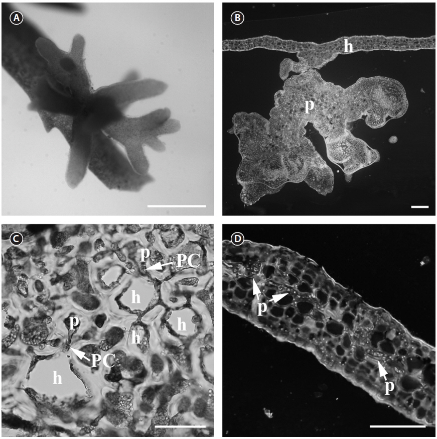 Vegetative structure of the Rhodophyllis parasite. (A) The parasite is bipinnately branched and less pigmented than its host. (B) DAPI-staining of Rhodophyllis membranacea (h) and its parasite (p). The parasite penetrates deep beyond the superficial layer of the host cells and is attached by a short stipe to the host. (C) Contact area between host and parasite stained with Aniline blue. Parasite (p) forms 2nd pit connections (PC) with its host (h). (D) DAPI-staining of vegetative structure of R. membranacea with parasite nuclei in the parasite rhizoidal cells (p) visible between round host cells. Scale bars represent: A, 1 mm; B, 250 μm; C, 50 μm; D, 200 μm.