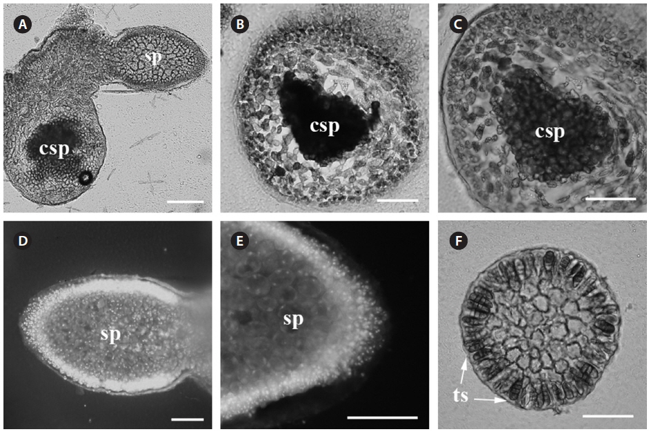Reproductive structure of the Rhodophyllis parasite. (A) Bisexual gametophyte with spermatangia (sp) and carposporophyte (csp). Unstained section. (B & C) Aniline blue stained (B) and unstained (C) carposporophyte (csp) containing an accumulation of carpospores and surrounded by a pericarp. (D) DAPI-staining of dense patches of spermatangia on the parasite surface. (E) Higher magnification of DAPI-stained spermatangia. Spermatia visible at periphery. (F) Aniline blue stained tetrasporangia (ts) of the parasite. Tetrasponrangium contains four zonately divided tetraspores. Scale bars represent: A, 200 μm; B-D & F, 100 μm; E, 50 μm.