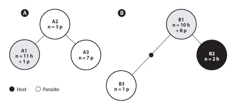 DNA sequence networks of Rhodophyllis membranacea and its parasite. (A) ITS2 ribotype network with three different ribotypes represented (A1, A2, A3). (B) Cox1 haplotype network with three different haplotpyes represented (B1, B2, B3). Line is one base pair difference. Small black circle is missing haplotype. Number of samples (n) divided into host (h) and parasite (p) sequences.