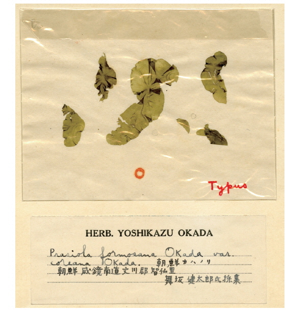 Type specimen of Prasiola formosana var. coreana deposited at SAP, Hokkaido University, Japan.