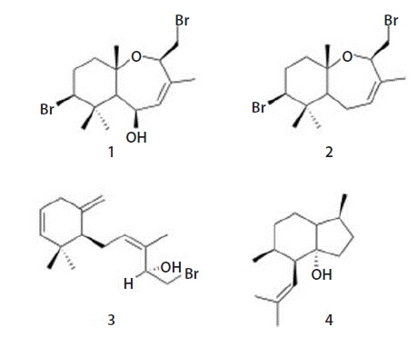 Chemical structures of the isolated compounds from Laurencia snackeyi. 5β-Hydroxypalisadin B (1), palisadin B (2), palisol (3), and pacifigorgiol (4).
