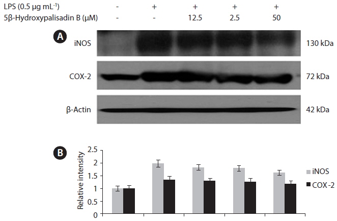(A) Effect of 5β-hydroxypalisadin B on lipopolysaccharide (LPS)-induced inducible nitric oxide synthase (iNOS) and cyclooxygenase-2 (COX-2) protein expression in RAW 264.7 macrophages. The cells were incubated with LPS for 24 h in the presence or absence of 5β-hydroxypalisadin B. Cell lysates were electrophoresed and the expression levels of iNOS and COX-2 were detected with specific antibodies. (B) Signal intensities of the target proteins were determined using densitometric analysis. Values are presented as mean ± standard deviation of three determinations.