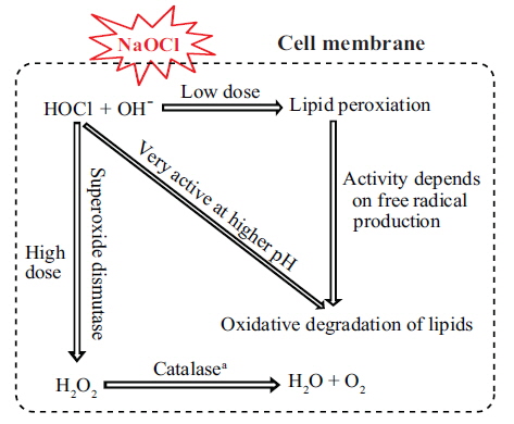 A schematic summary of variation in lipid peroxidation and super oxide dismutase activity in the dinoflagellate Cochlodinium polykrikoides exposed to NaOCl. aIt is the general pathway reported elsewhere.