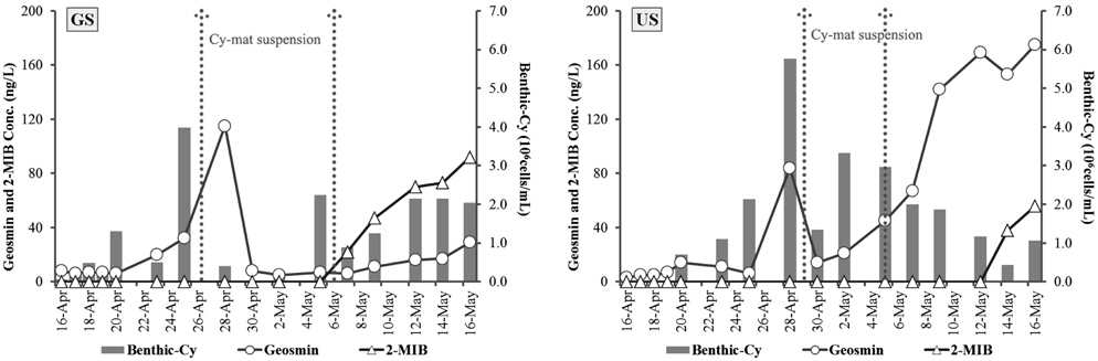 Concentration of Geosmin and 2-MIB and number of benthic-cyanobacteria (benthic-cy) cell during the incubation of Gongji (GS) and Uiam sediment (US).