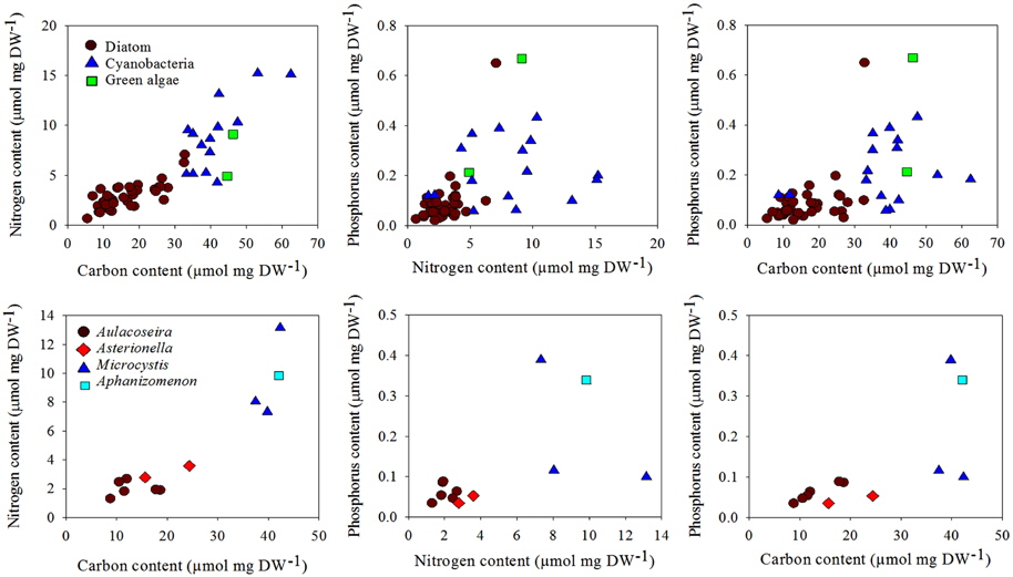 Relation between elemental contents of carbon, nitrogen and phosphorus (C:N, N:P, C:P) in each group of phytoplanktondominated (diatoms, green algae and cyanobacteria) seston (top) and each genus-dominated (Aulacoseira spp., Asterionella spp., Microcystis spp., Aphanizomenon sp.) seston (bottom).