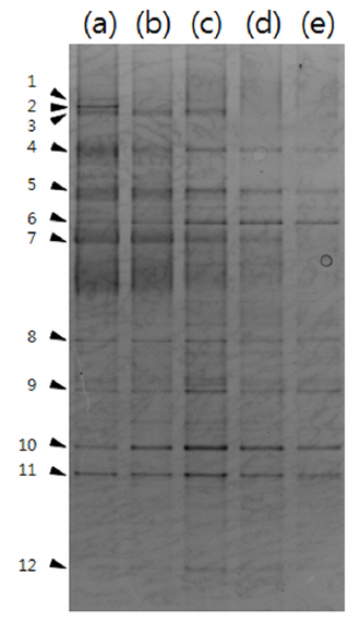DGGE profiles of 16S rRNA gene, PCR-amplified fragments using universal primers with DNA extracted from biomass samples collected from the SBR on (a) day 22, (b) 36, (c) 54, (d) 65 and (e) 86.