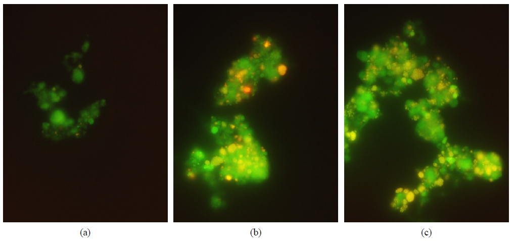 Fluorescent images for the activated sludge samples obtained on (a) day 5 and (b and c) 80. FISH images show bacteria hybridized with (a and b) Nsv443 and (c) NEU probes.