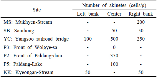 Distribution of akinetes in North Han-River (MS, SB, TC) South Han-River (P3), Paldang-Lake (P2, P5) and Kyeongan-Stream (KK), 2014