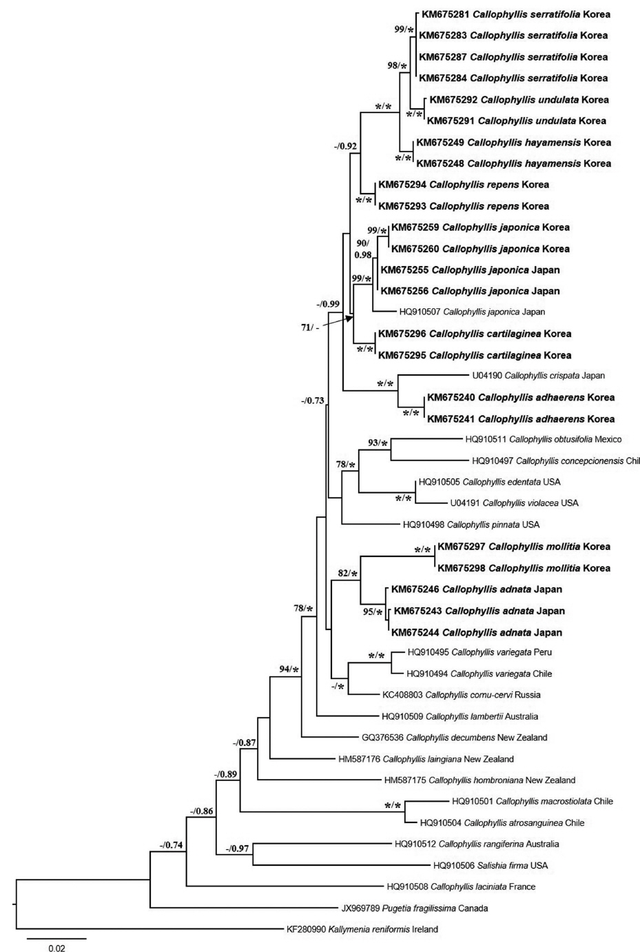 Phylogenetic tree of the genus Callophyllis species (bold is collected in this study and normal is acquired from GenBank) based on rbcL sequences inferred from maximum-likelihood analysis. Bootstrap value are shown above the branches: maximum-likelihood (left) and Bayesian posterior probabilities (right). Branches marked with an asterisk received 100% support in both analyses, whereas those lacking values received less than 70% support. Scale bar: substitutions/site.