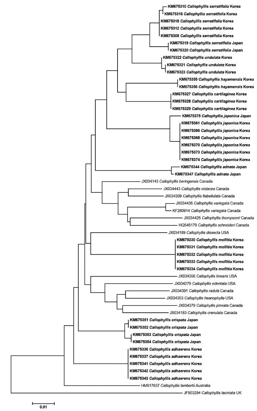 Unrooted phylogram generated using neighbor-joining analysis from the cytochrome oxidase I (COI) sequences of Callophyllis specimens collected in this study (taxa in bold) and acquired from GenBank (taxa not bold). Scale bar: substitutions/site.