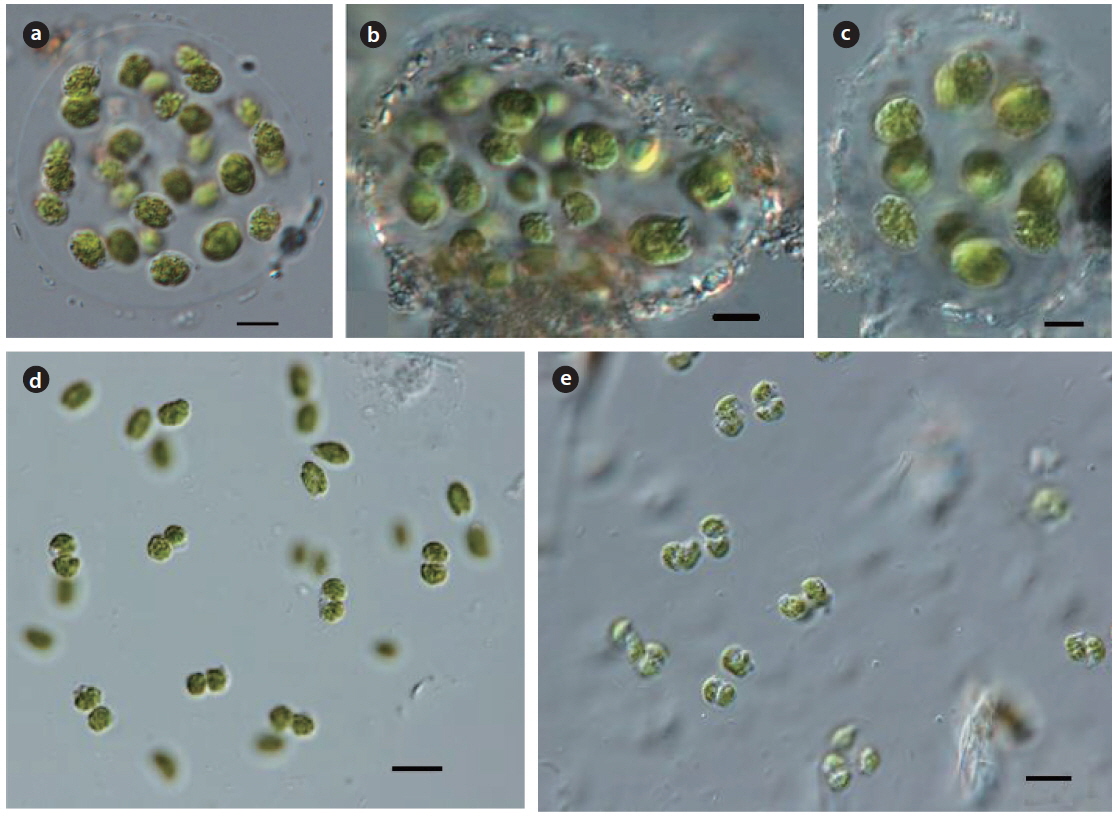 Coenocystis subcylindrica (a-c), C. micrococca (d, e). Scale bars, 10 μm.