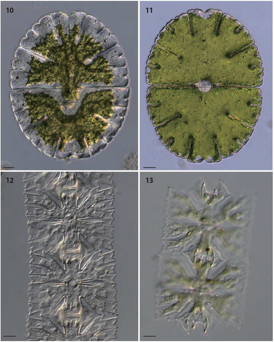 Figs. 10, 11. Micrasterias denticulata var. angulosa, Fig. 12. M. foliacea, Fig.13. M. foliacea var. ornata. Scale bars represent 20 μm (Figs. 10, 11) and 10 μm (Figs. 12, 13).
