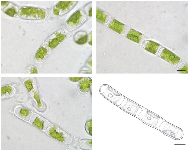Microscopic photographs and illustration of Cylindrocapsa geminella Wolle found in Hongcheon-river of Gangwon-do from December 2011 to June 2012. Scale bars, 10 μm.