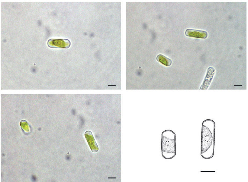 Microscopic photographs and illustrations of Stichococcus deasonii Neustupa, Elias & Sejnohova found in Hongcheon-river of Gangwon-do from December 2011 to June 2012. Scale bars, 5 μm.