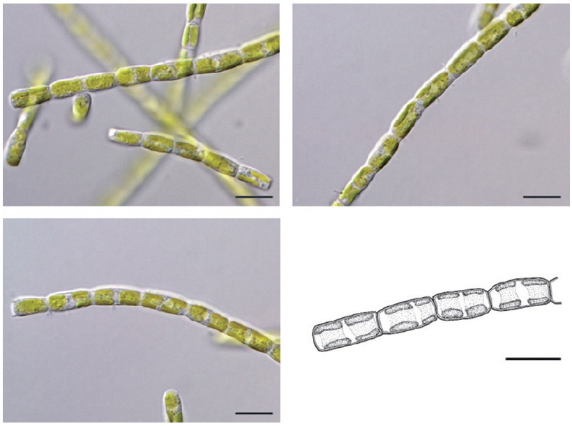 Microscopic photographs and illustration of Xanthonema exile (Klebs) Silva found in Hongcheon-river of Gangwon-do from December 2011 to June 2012. Scale bars, 10 μm.