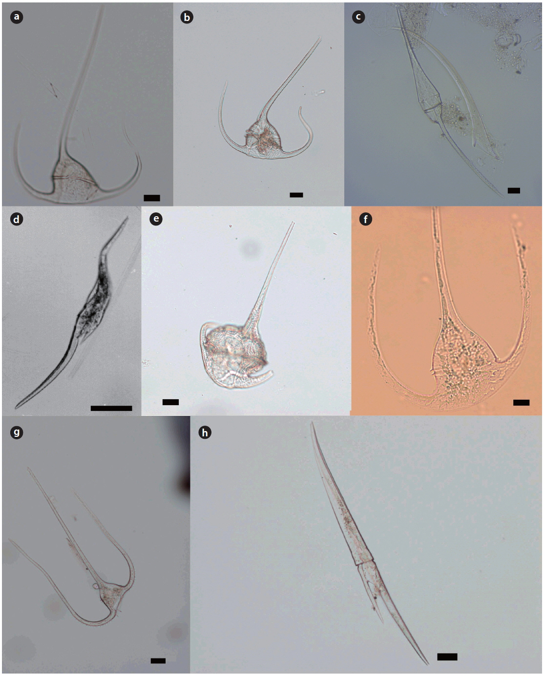 Light micrographs of the genus Tripos. (a) T. axialis (DV), (b) T. contortus (DV), (c) T. fusus var. schuettii (DV), (d) T. geniculatus (DV), (e) T. gibberus var. sinistrus (VV), (f ) T. gracilis var. symmetricus (DV), (g) T. mollis (DV), (h) T. incisus (VV). Scale bars, 20 μm; DV, dorsal view; VV, ventral view.