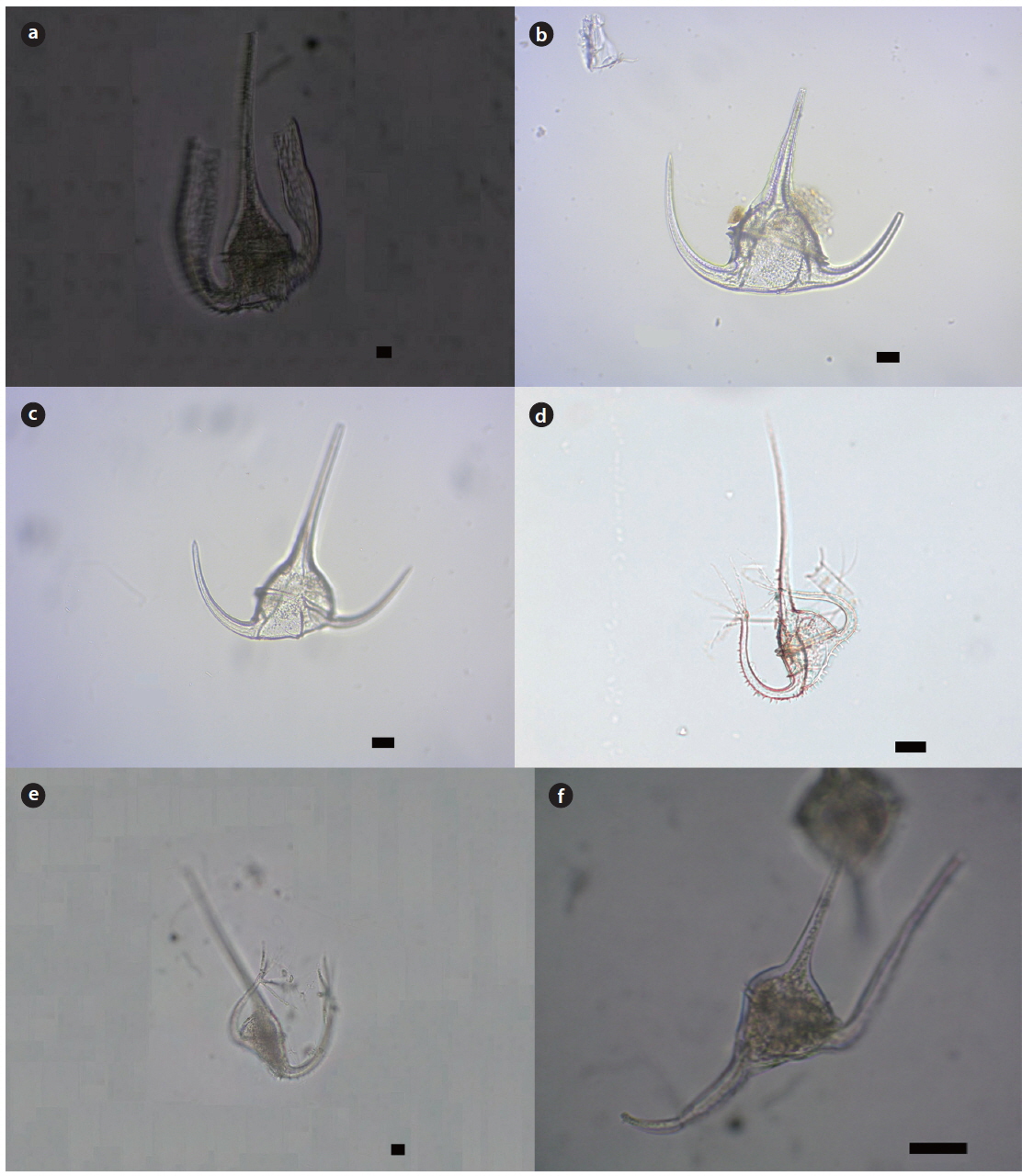 Light micrographs of the genus Tripos. (a) T. platycornis var. cuneatus (DV), (b) T. porrectus f. megasomus (DV), (c) T. pulchellum f. semipulchellum (DV), (d) T. palmatus (DV), (e) T. ranipes var. palmatus (VV), (f ) T. reflexus (DV). Scale bars, 20 μm; DV, dorsal view; VV, ventral view.