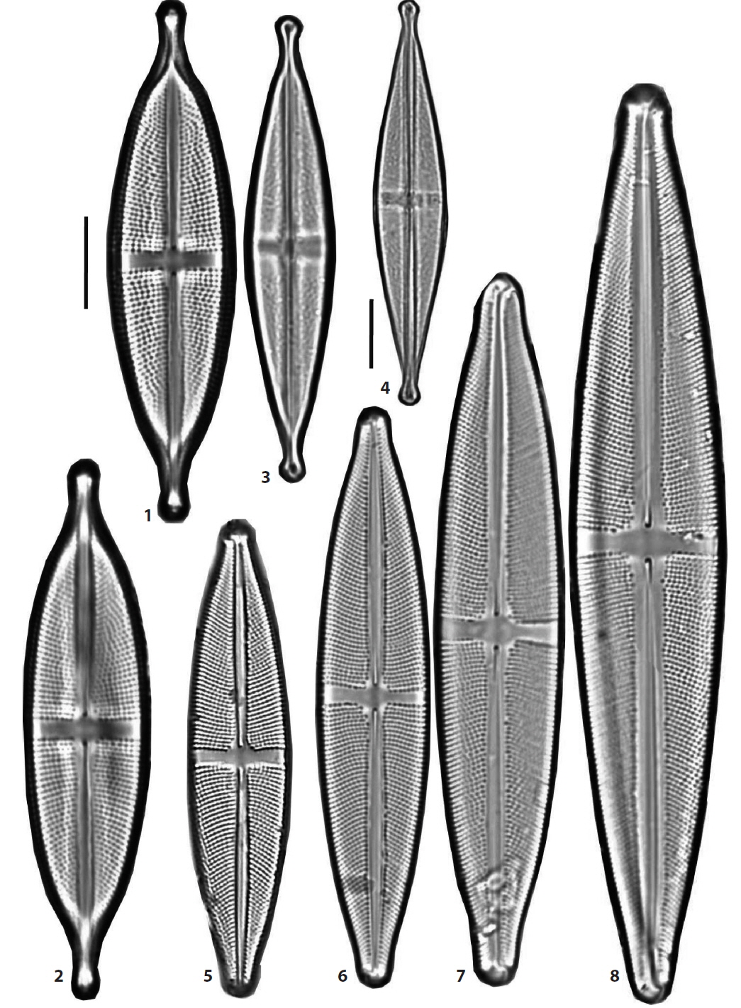 Figs. 1, 2. Stauroneis ancepsopsis, Figs. 3, 4. S. gracilior, Figs. 5, 6. S. subgracilis, Figs. 7, 8. S. gracilis. Scale bars, 10 μm (×1500 magnification in Fig. 4 and ×2000 in others).