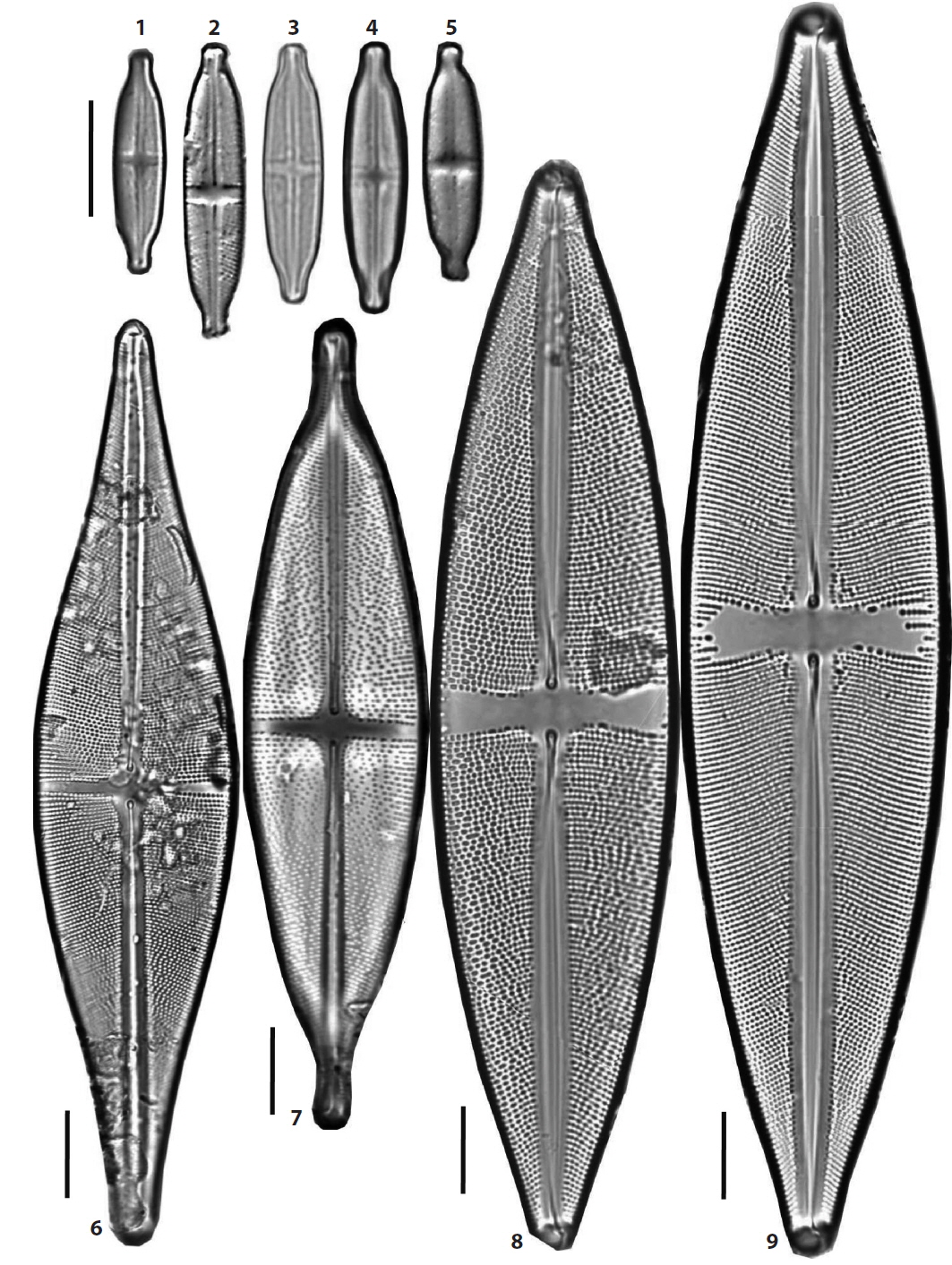 Figs. 1？5. Stauroneis kriegeri, Fig. 6. S. alabamae, Fig. 7. S. nobilis, Figs. 8, 9. S. sonya. Scale bars, 10 μm (×1500 magnification in Figs. 6？9 and ×2000 in others).