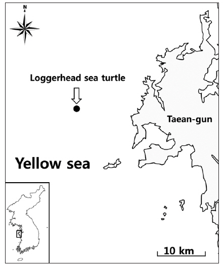 The point (●) at the Yellow Sea of Korea where the loggerhead sea turtle (Caretta caretta) was caught.