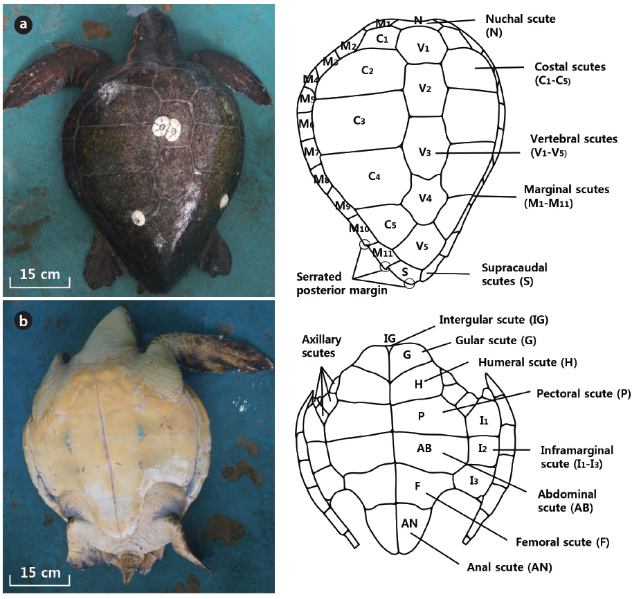 Morphological characteristics of the carapace (a) and plastron (b) of the loggerhead sea turtle (Caretta caretta) investigated.