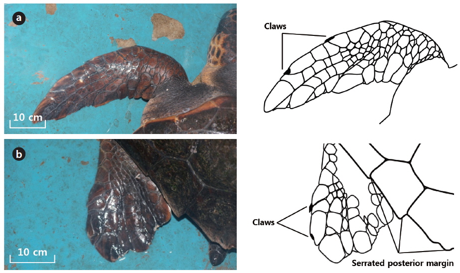 Morphological characteristics of flipper limbs (a, left forelimb; b, left hindlimb) of the loggerhead sea turtle (Caretta caretta) investigated.