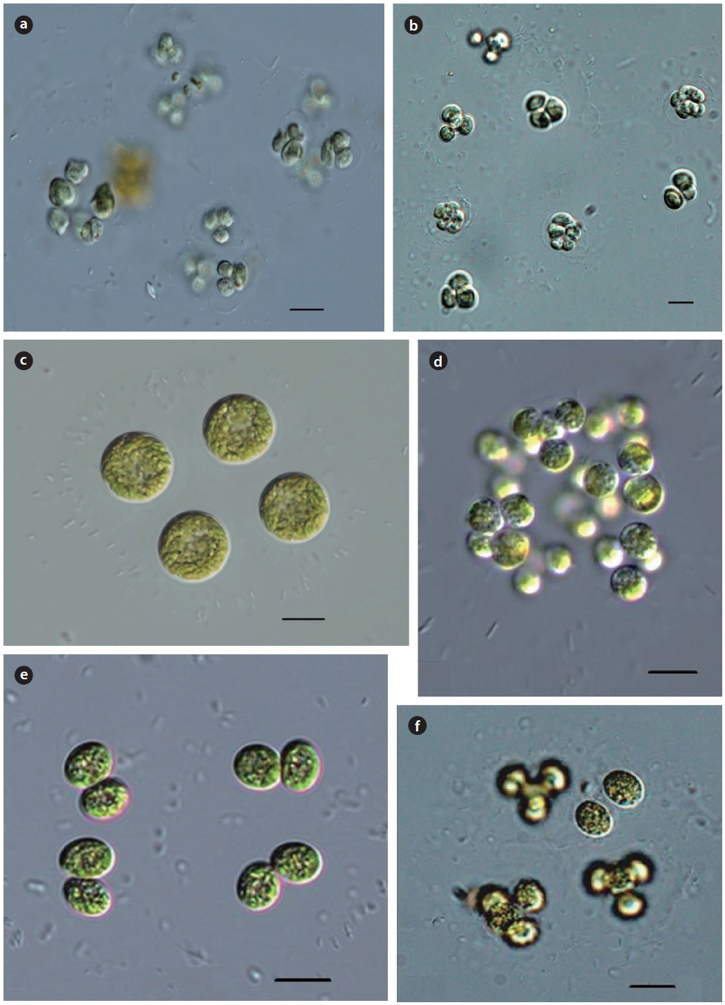 Radiococcus planktonicus (a, b), R. nimbatus(c, d), R. bavaricus (e, f). Scale bars, 10 μm.