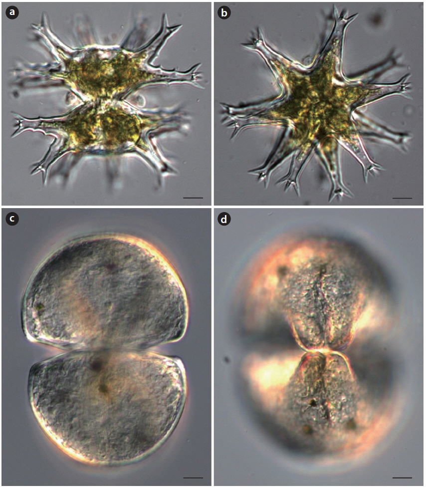 (a, b) Staurastrum arctiscon and (b) its vertical view, and (c, d) S. zahlbruckneri. Scale bars, 10 μm.