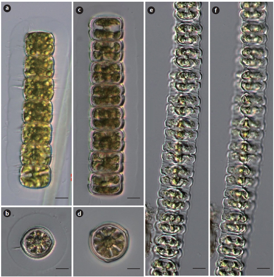 (a, b) Hyalotheca disciliensis f. bidentula, (c, d) H. disciliensis f. tridentula, and (e, f) Desmidium aptogonum var. constritum. (b) and (d) are vertical view. Scale bars, 10 μm.