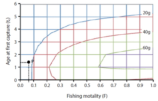 Contour plot of yield per recruit of crucian carp in the midupper system of the Seomjin River. P indicates the current state of fishing mortality (F) and age at first capture (tc).