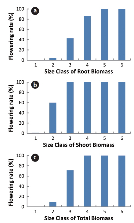Flowering rate based on the size class of the (a) root biomass, (b) shoot biomass, and (c) total biomass. Root size classes (a) were determined by their biomass as follow: 1,<2.0 g; 2, 2.0-4.0 g; 3, 4.0-6.0 g; 4, 6.0-8.0 g; 5, 8.0-10.0 g; 6, >10.0 g. Shoot size classes (b) as follows: 1,<1.0 g; 2, 1.0-2.0 g; 3, 2.0-3.0 g; 4, 3.0-4.0 g; 5, 4.0-5.0 g; 6, >5.0 g. Total size classes (c) as follow:1,<3.0 g; 2, 3.0-6.0 g; 3, 6.0-9.0 g; 4, 9.0-12.0 g; 5,12.0-15.0 g; 6, >15.0 g. The gram (g) unit is g dry weight.