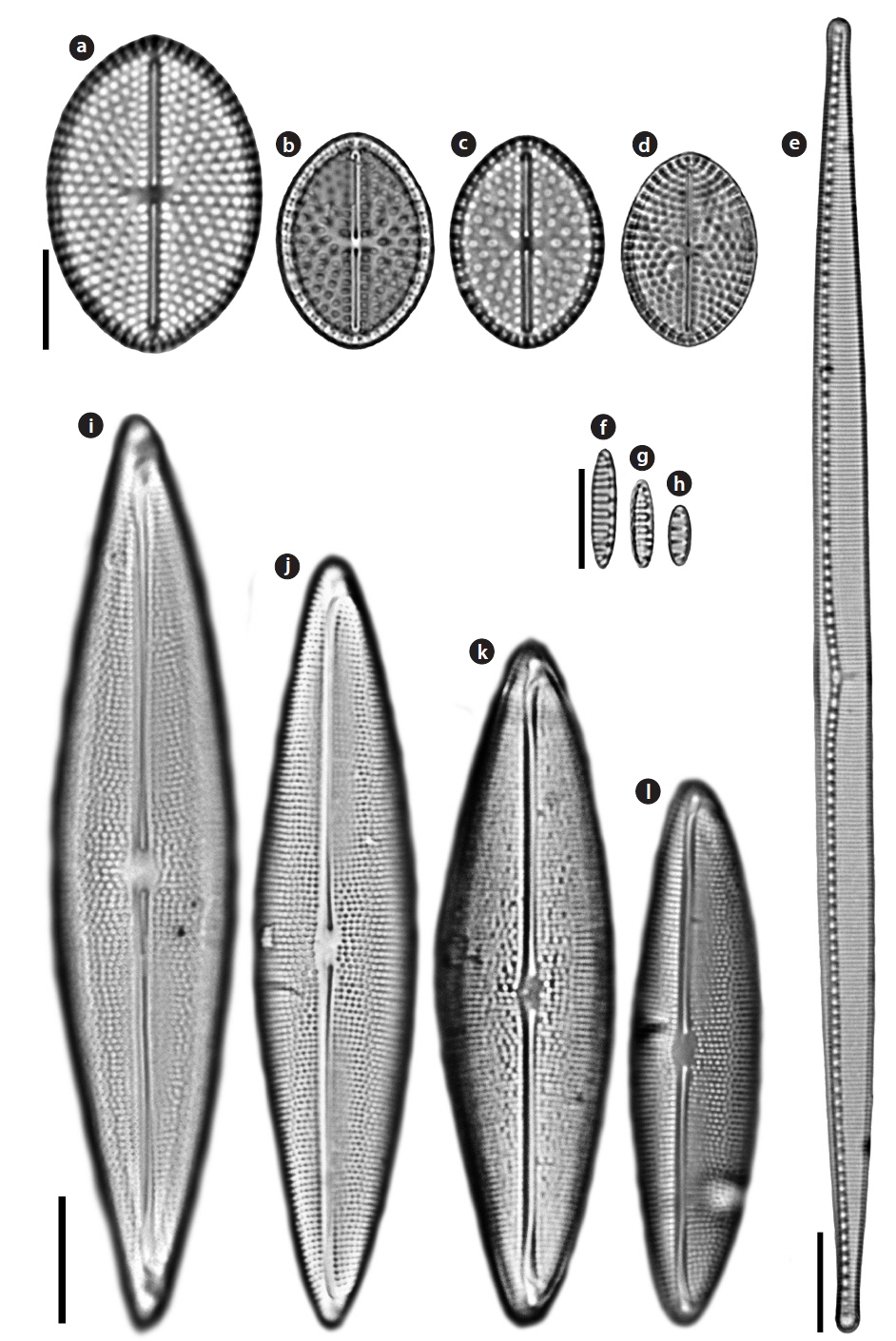 Light microscopy (LM) microphotographs. (a-d) Cocconeiopsis wrightii, (e) Nitzschia improvisa, (f-h) Nitzschia valdestriata, and (i-l) Parlibellus hamulifer. Scale bars, 10 μm.