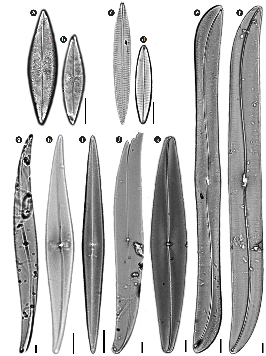 Light microscopy (LM) microphotographs. (a, b) Parlibellus rhombicus, (c, d) Navicula pavilladii, (e) Gyrosigma subtile, (f ) Gyrosigma turgida, (g) Pleurosigma decorum, (h) Pleurosigma inflatum, (i) Pleurosigma patagonicum, (j) Pleurosigma speciosum, and (k) Pleurosigma williamsii. Scale bars, 10 μm.