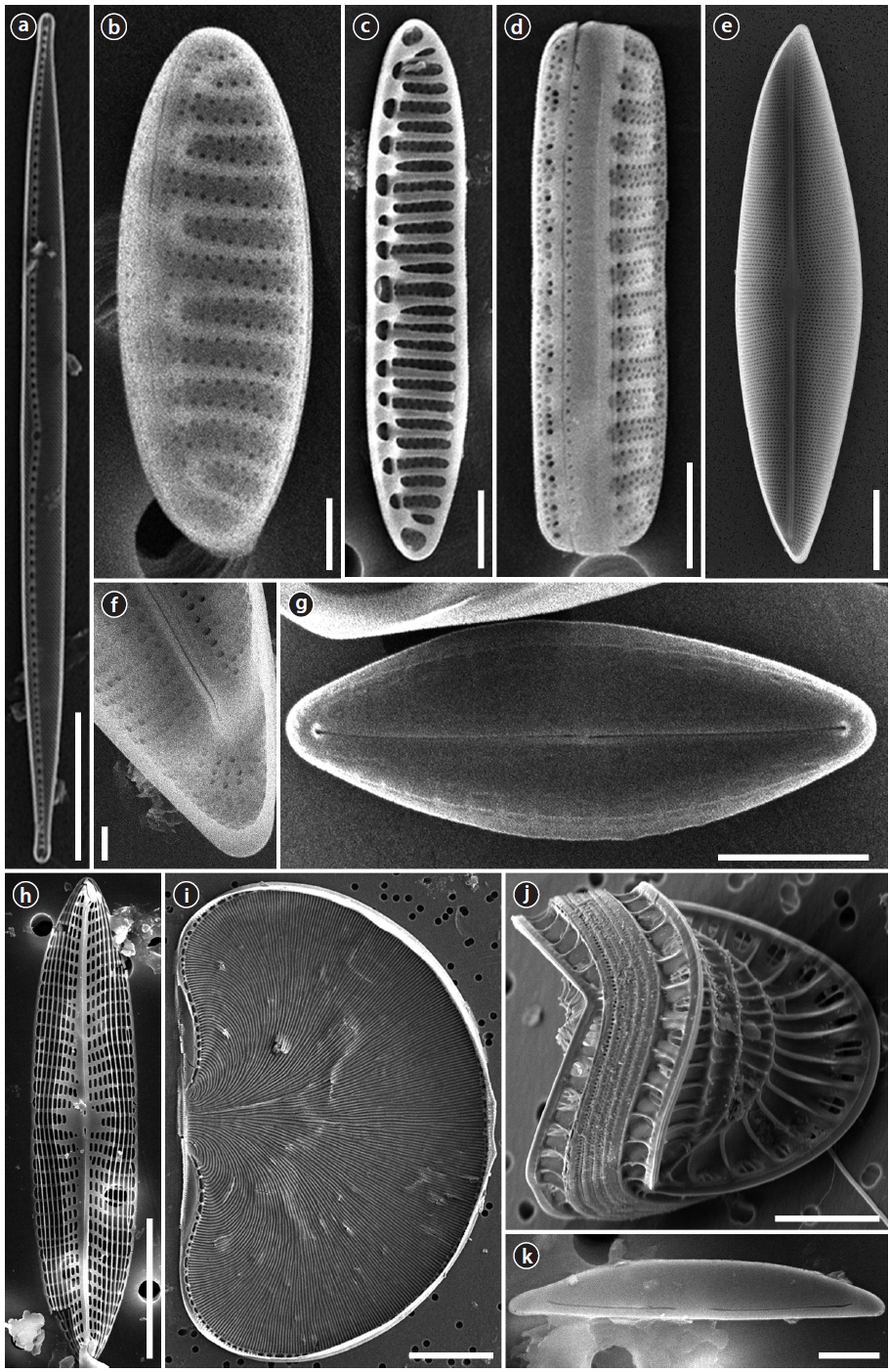 Scanning electron microscopy (SEM) microphotographs. (a) Nitzschia improvisa, (b-e) Nitzschia valdestriata, (e, f ) Parlibellus hamulifer, (g) Parlibellus rhombicus, (h) Navicula pavilladii, (i) Auricula flabelliformis, (j) Campylodiscus samoensis, and (k) Catenula adhaerens. Scale bars represent: 20 μm (a, i); 1 μm (b, f ); 2 μm (c, d, g, k); 10 μm (e, h).