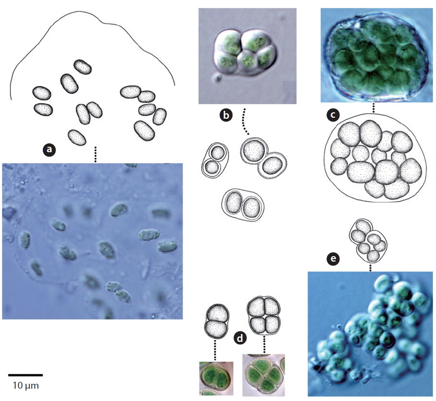 The photographs and drawings of (a) Aphanothece naegelii, (b) Chroococcus bituminosus, (c) Chroococcus limneticus, (d) Chroococcus turgidus, and (e) Chroococcus varius, appeared from Mt. Gwanggyo of Gyeonggi-do, Korea, from March 2011 to August 2012. Scale bar, 10 μm.