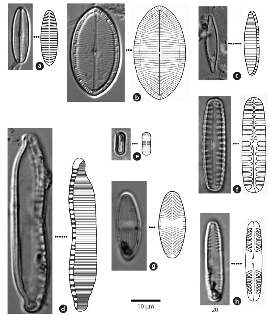 The photographs and drawings of (a) Achnanthes convergens, (b) Cocconeis placentula var. lineata, (c) Nitzschia palea, (d) Hantzschia amphioxys, (e) Navicula contenta, (f) Pinnularia borealis, (g) Navicula goeppertiana, and (h) Pinnularia subcapitata, appeared from Mt. Gwanggyo of Gyeonggi-do, Korea, from March 2011 to August 2012. Scale bar, 10 μm.